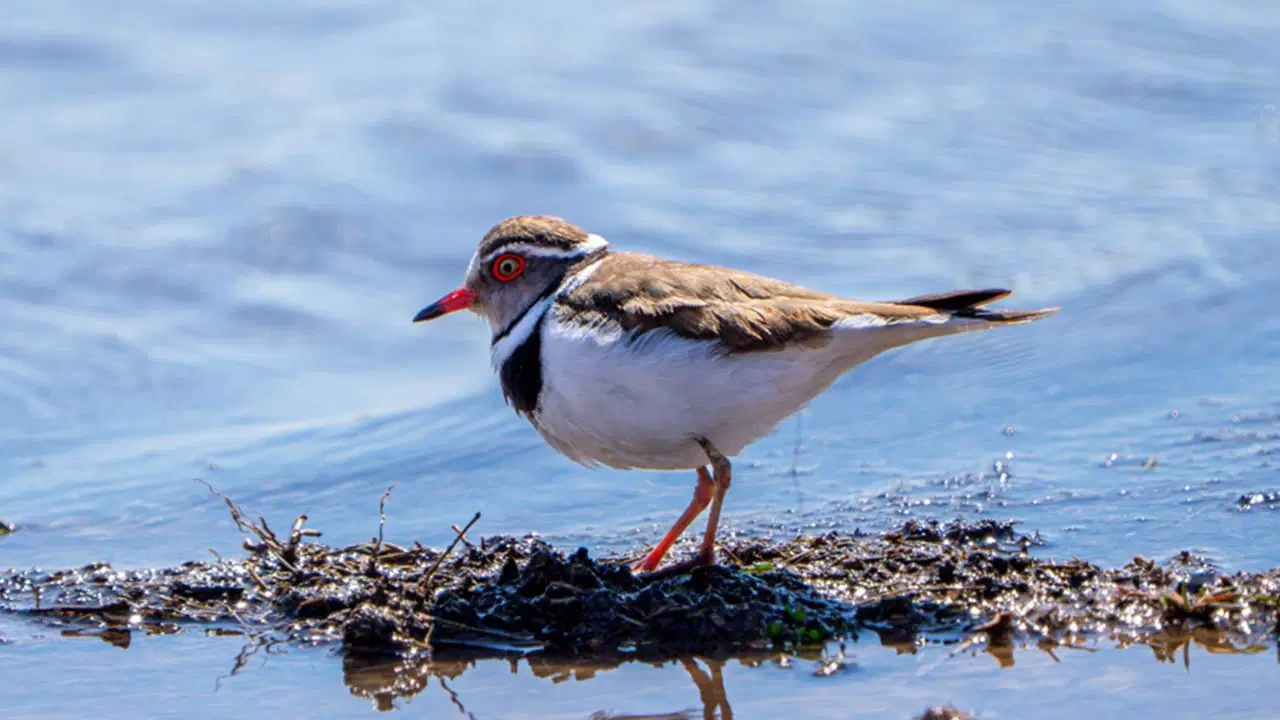 Türkiye'de bir ilk! 'Takkeli cılıbıt' kuşu, Gaziantep'te görüldü