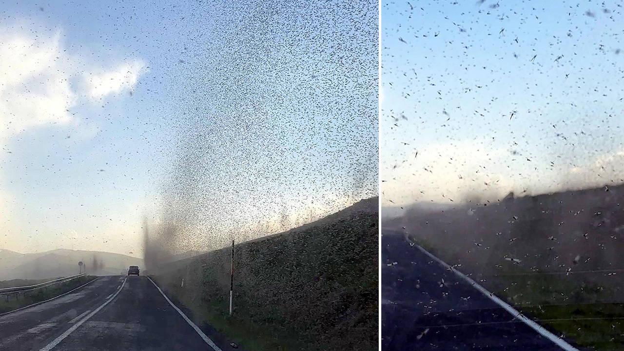 Çıldır Gölü'nde 'yeşil sinek' fırtınası