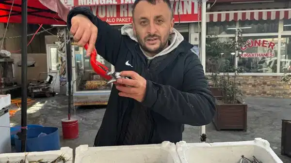 Hamsi, çinekop, palamut... Hepsi yerine ona bıraktı:  Kilosu 150 TL
