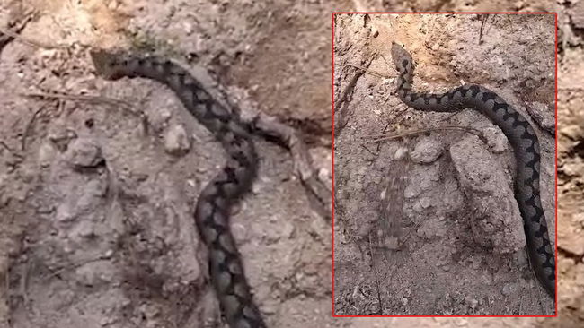 Türkiye’nin en zehirli endemik türlerinden biri