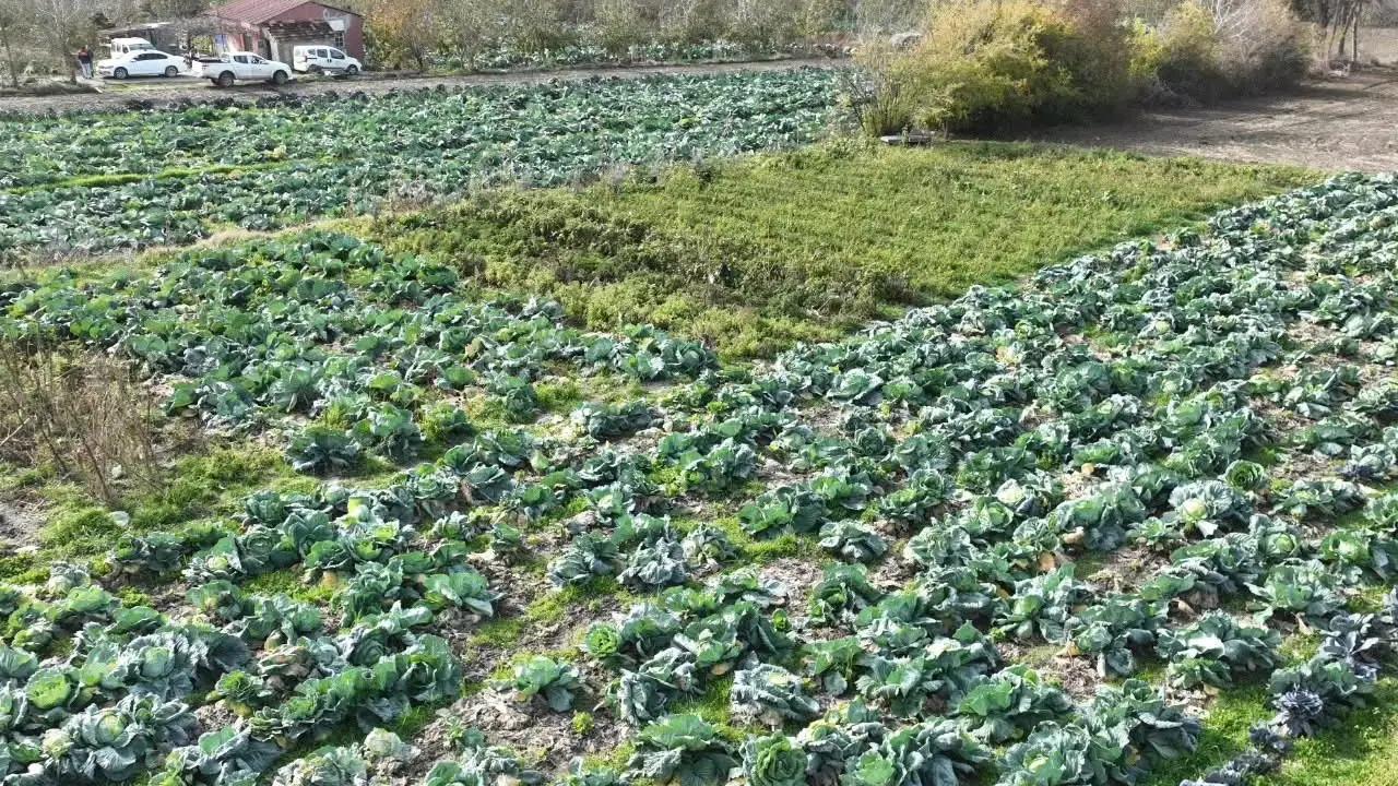 Osmaniye'de hasat başladı: 