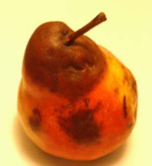 Çürük meyve yemeyin