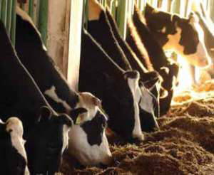 Hayvancılıkta antibiyotik kullanımı