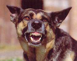 Kuduz can almaya devam ediyor