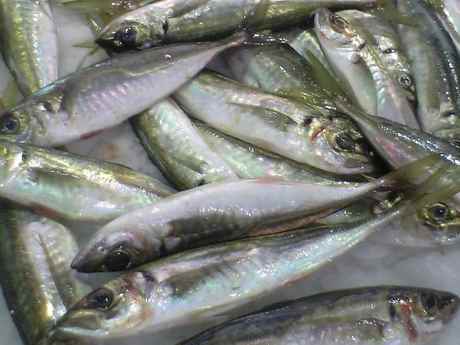 Hangi mevsimde hangi balık yenir?