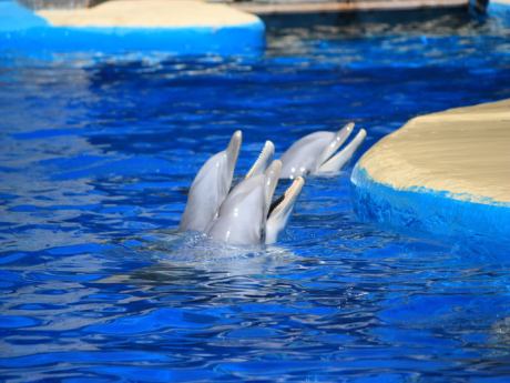 Yunus ölümleri araştırılacak