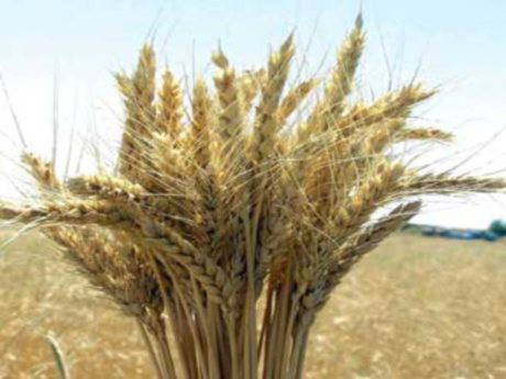 Buğdayda korkutan hastalık