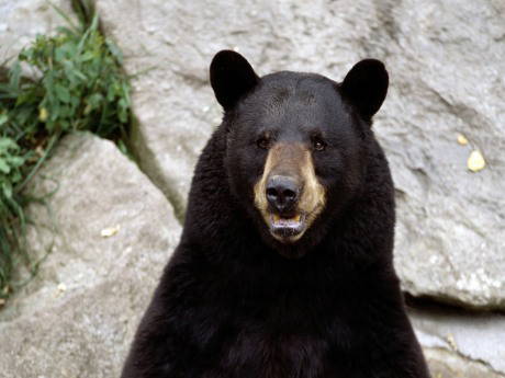 Yabani hayvanlara ilk yardım aracı