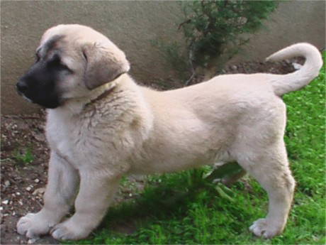 Kangal ve 18 yavrusu öldü