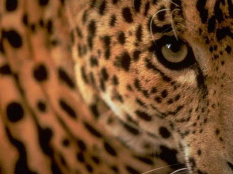 15 kişi leopar eti yediği için gözaltında
