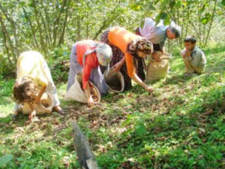 Rekolte az, fındık fiyatları yükseldi