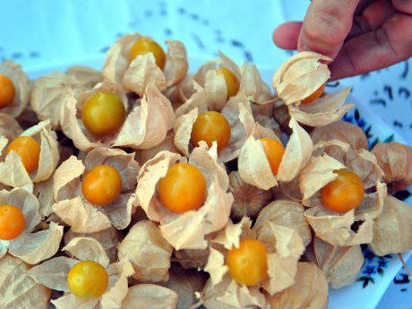 Çanakkale'de altın çilek üretimi