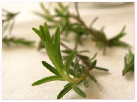 Yanık ve yaralarda 'zahter' mucizesi