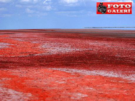 Tuz Gölü, kan gölüne döndü