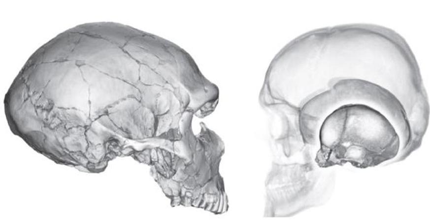 Kafatasımız neden yuvarlak?