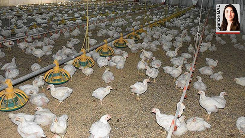 Kanatlıda kara günler