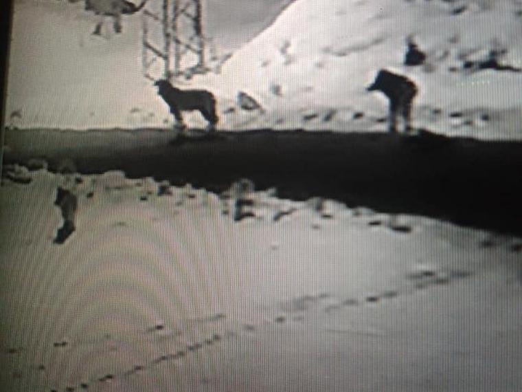 Aç kurtlar şehre indi