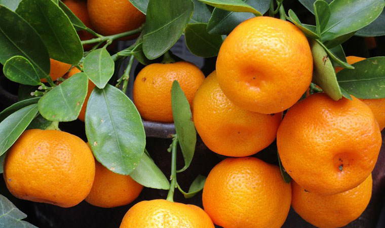 Karaburun'da 12. Batı Köyleri Mandalina Şenliği için hazırlıklar tamamlandı