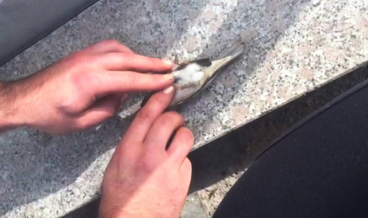 Serçenin hayatını kalp masajı yaparak kurtardı