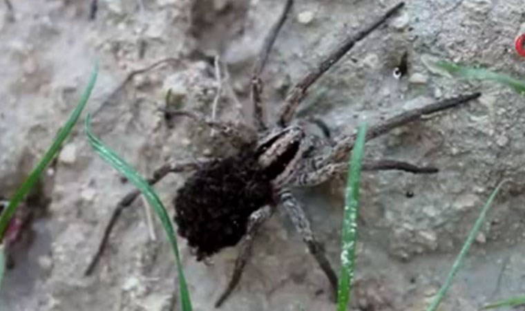 Örümcek önce korkuttu, sonra şaşırttı! Üzerinde yüzlerce...