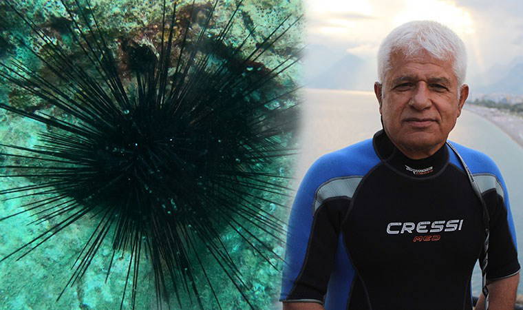 Zehirli deniz kestanesi uyarısı: Akdeniz ve Ege kıyılarına doğru yayılım genişletti!