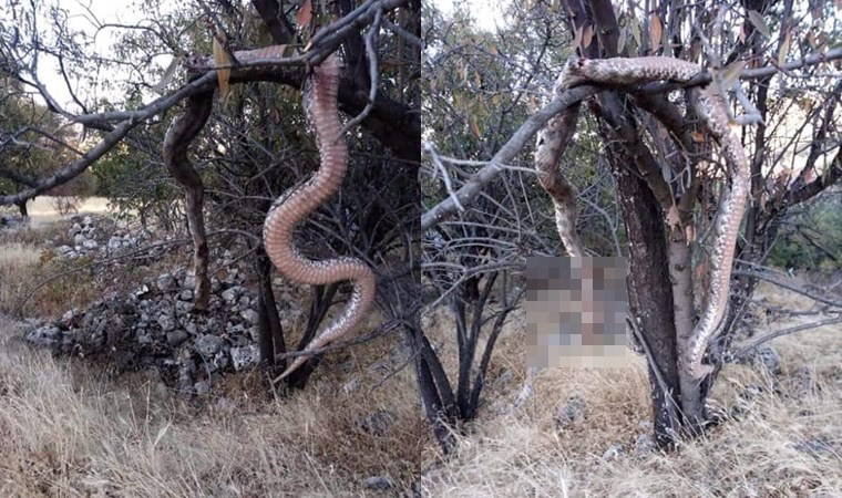 Vahşet: 6 metrelik yılanı öldürüp, ağaca astılar