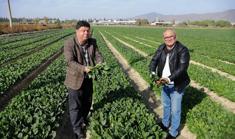 Türkiye'nin Ispanak deposu Menemen'de zehirli ot denetimi