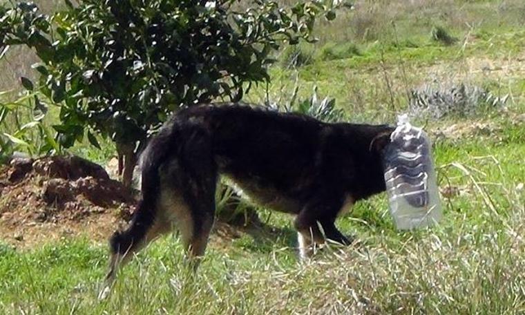 Kafasını damacanaya sıkıştıran köpek mahalleli sayesinde kurtuldu