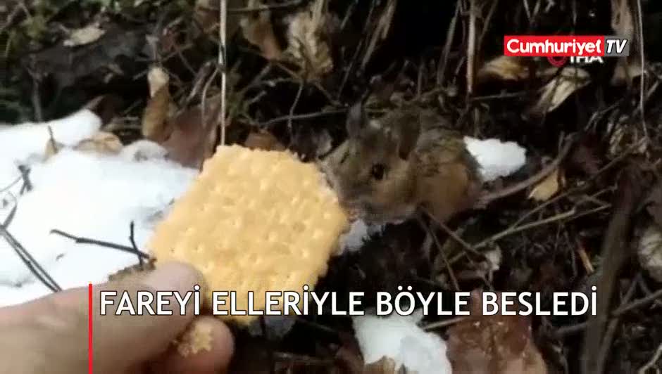 Fareye elleriyle bisküvi yedirdi