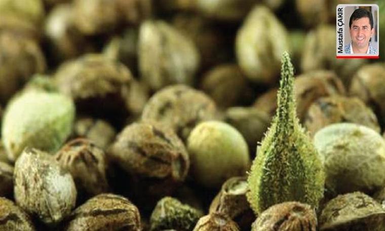 Kenevir de ithal edilecek