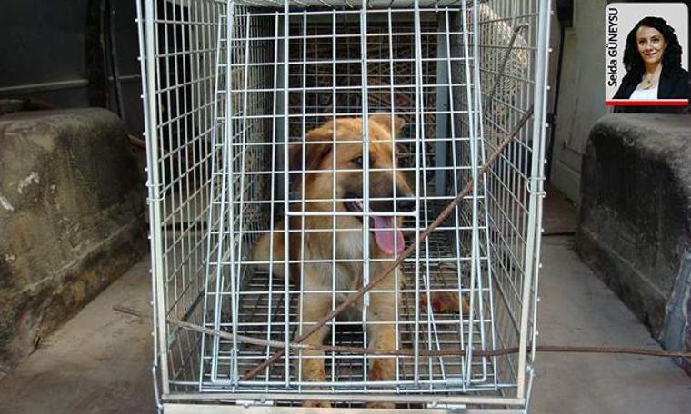 Belediyeler köpekleri ormana attı, yabanileşen köpekler geyik yavrularına saldırdılar