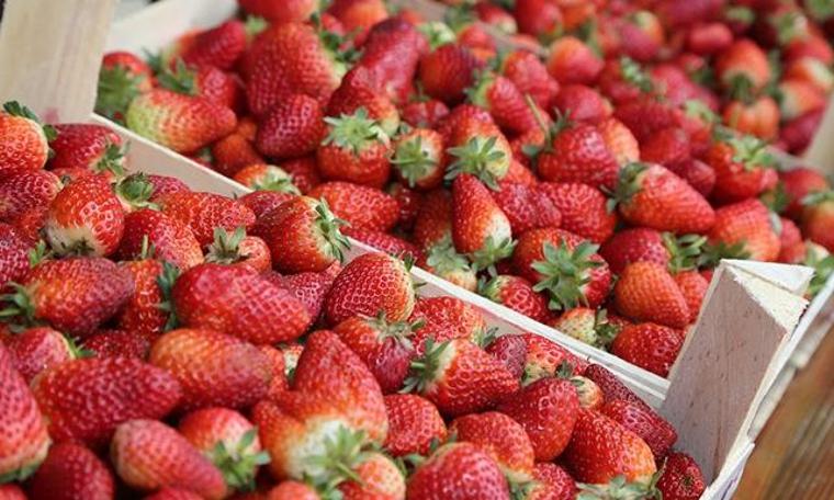 Türkiye'den gönderilen tonlarca çilek iade edildi