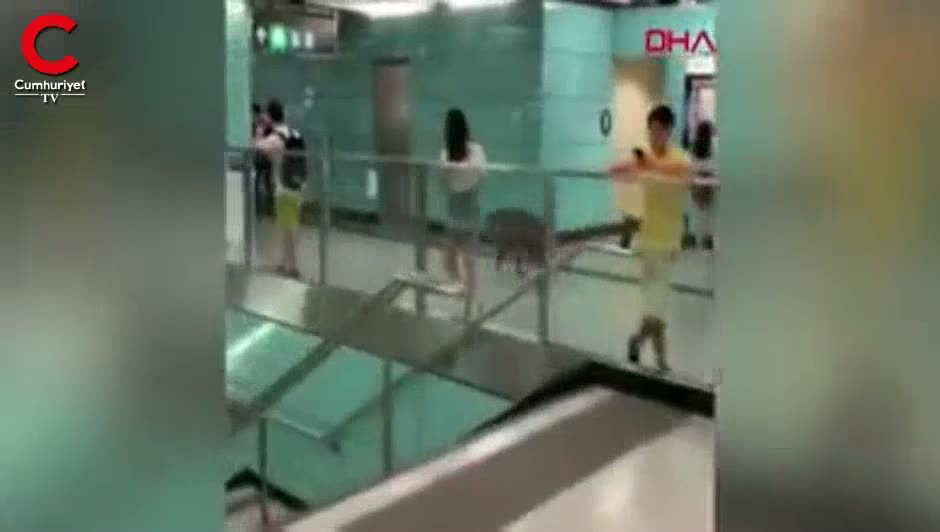 Çin’de metro istasyonuna giren yaban domuzu, kadını yaraladı