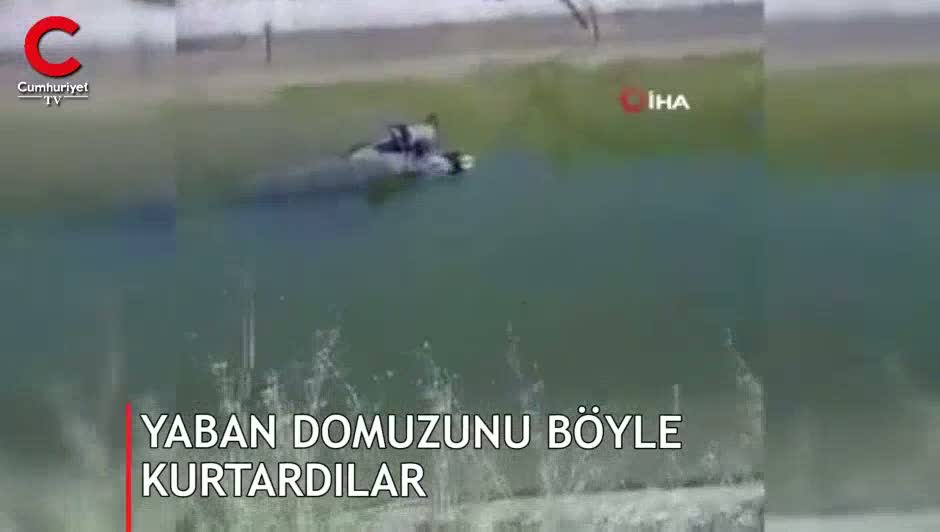 Yaban domuzunu kovboy gibi kement atarak kurtardılar