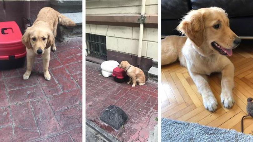 Sokağa bırakılması tepki çekmişti: Hikâyesi ortaya çıktı