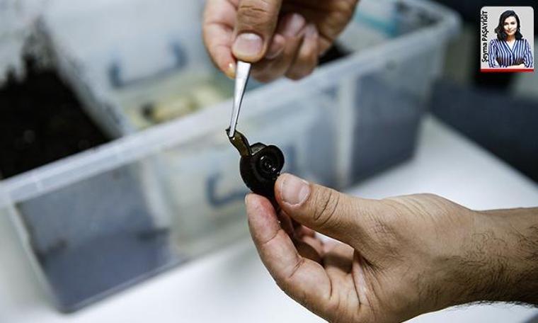 Sülüğe aspirin muamelesi