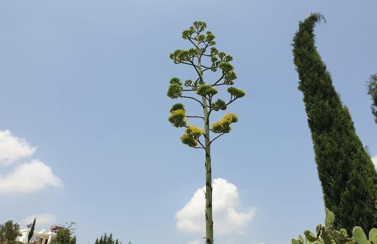 100 yıllık ömründe bir kez çiçek açan Agave kaktüsü Aliağa'da da bulundu