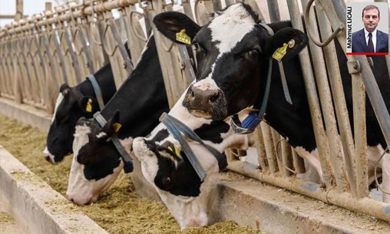İthal hayvan skandalı