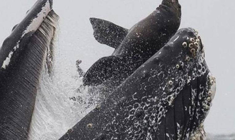 Balinanın deniz aslanını 'yutma' anı görüntülendi