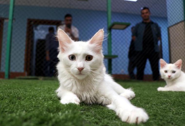 Van Kedileri'nin sağır olmadığı bilimsel olarak kanıtlandı