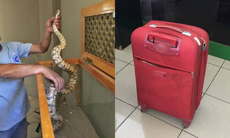 Yolcunun valizinden boa yılanı çıktı