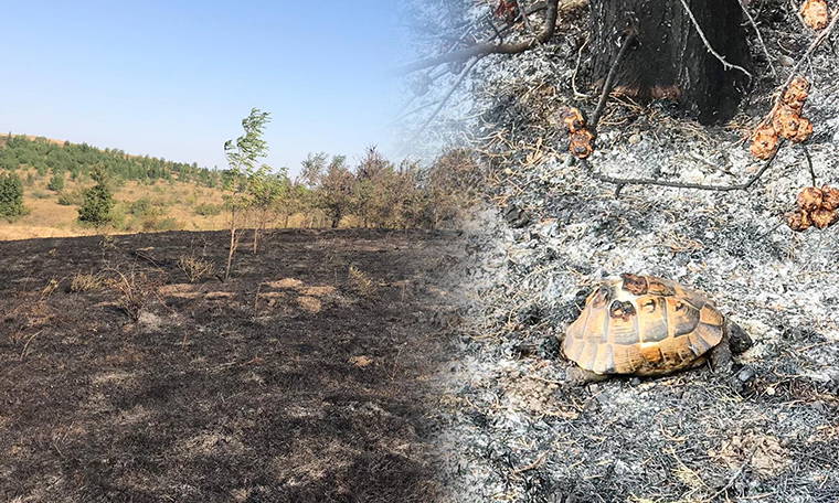 Tekirdağ’da 20 dönüm orman kül oldu; hayvanlar öldü