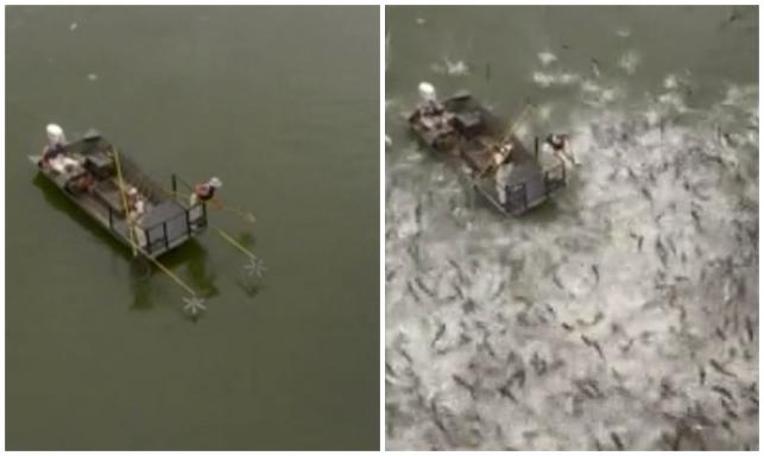 Balıklara elektroşok verildi!