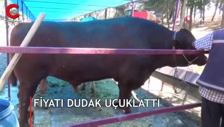 1 buçuk tonluk kurbanlığın fiyatı dudak uçuklattı