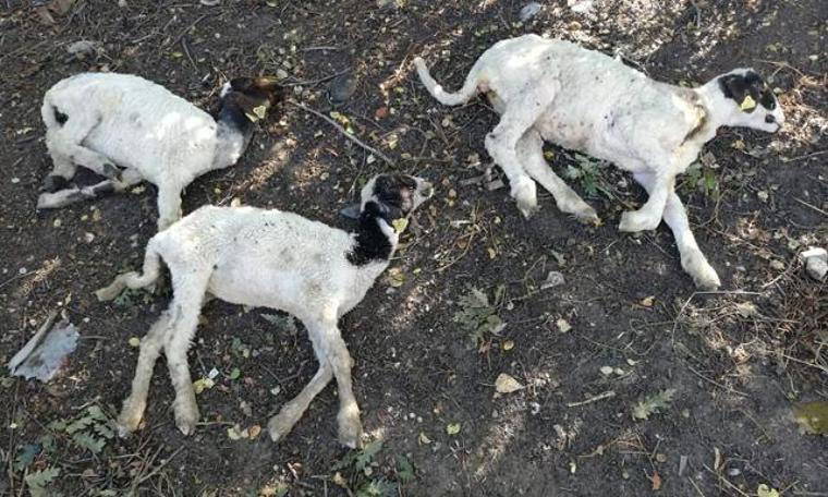 'Genç Çiftçi Projesi' kapsamında dağıtılan hayvanlar vebalı çıktı