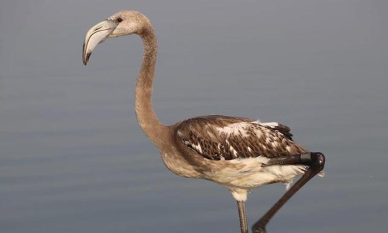 176 flamingo yavrusu halkalandı