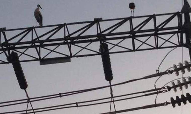 Leylekler trafo merkezine indi, bölge elektriksiz kaldı