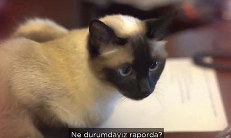 Ankara Büyükşehir Belediyesi'nin kadrolu kedisi Khaleesi teftişte