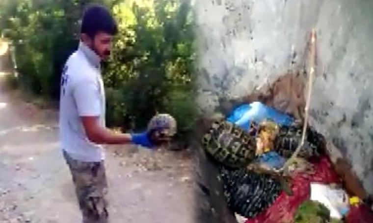 Adana'da kaplumbağaları çöpe atmışlar
