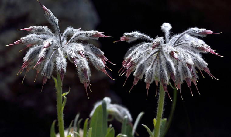 Denizli'de yeni bir bitki türü keşfedildi